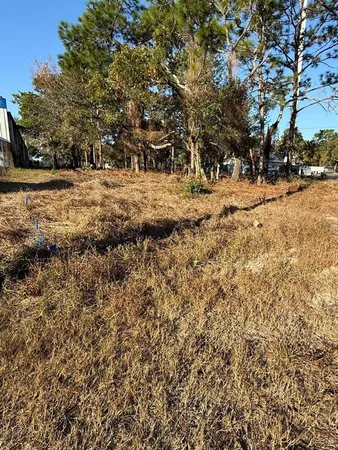 a view of road view covered with tall trees