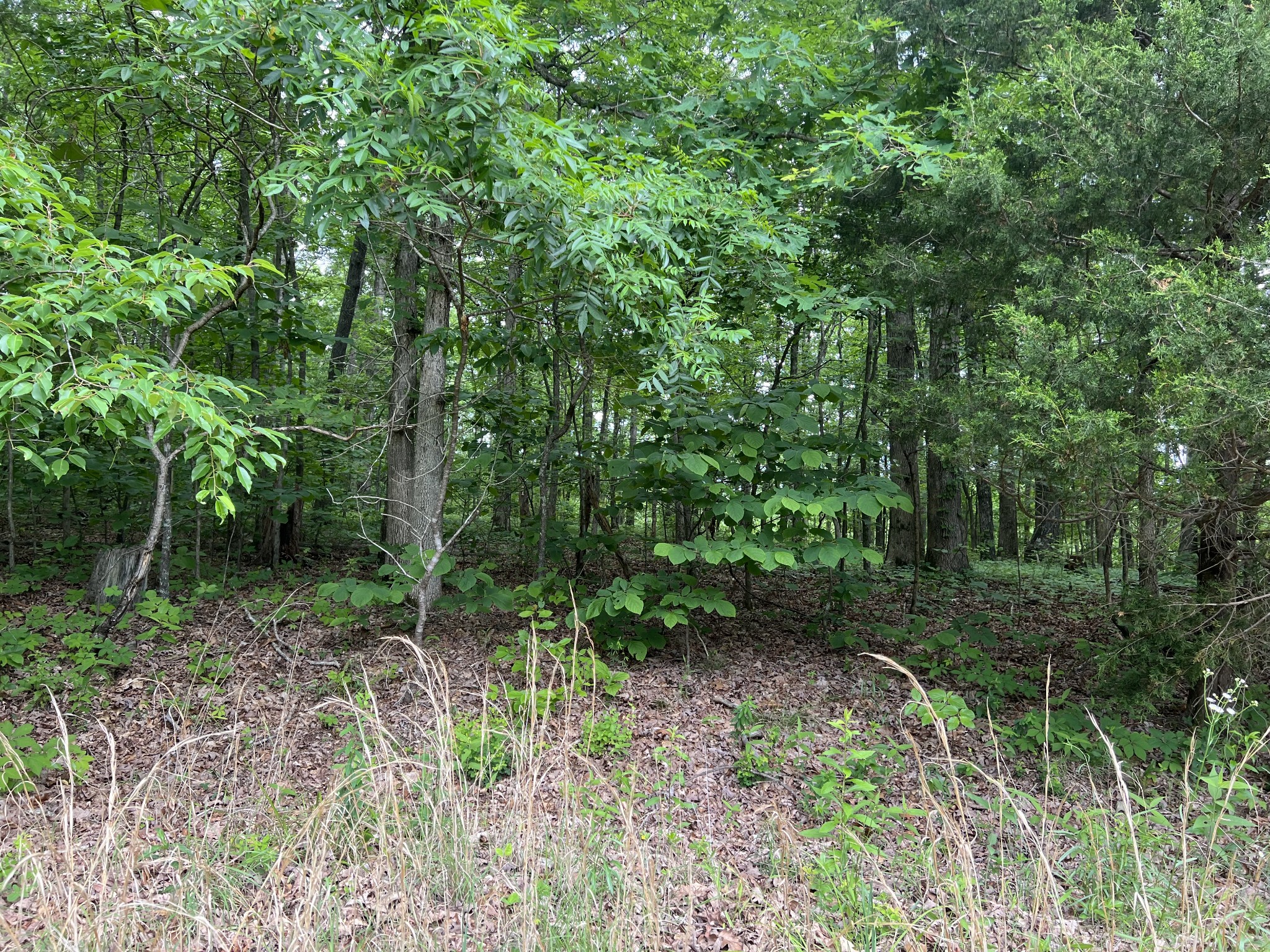 10745 Ellis Ridge Road Bon Aqua, TN 37025 - Photo 2 of 10 Gallery Image 2