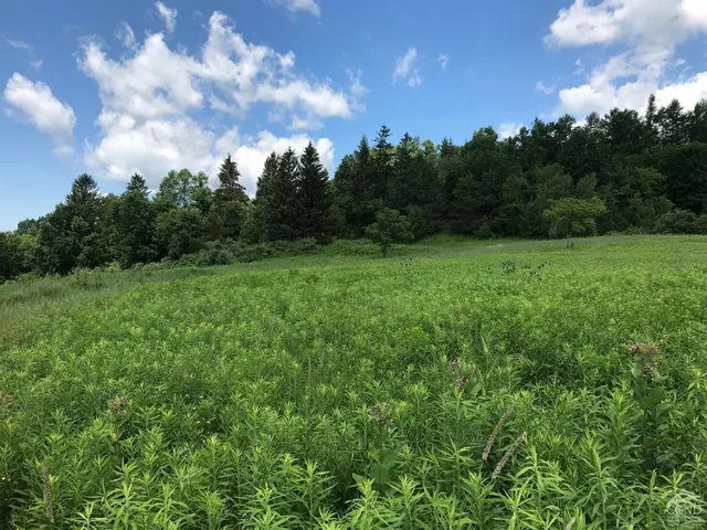 a view of a big yard with plants and a large tree