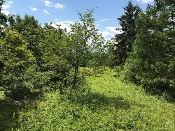 a view of a lush green forest