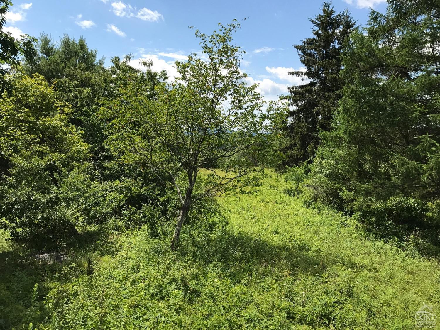 0 Co Rte 7 Pine Plains, NY 12567 - Photo 15 of 32 a view of a lush green forest