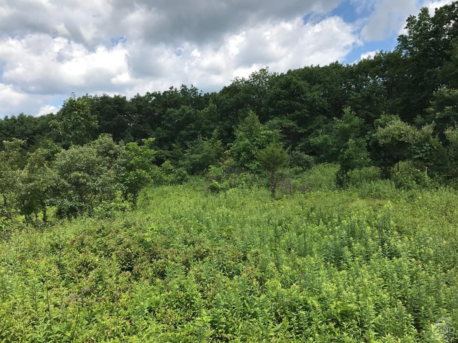 0 Co Rte 7 Pine Plains, NY 12567 - Photo 19 of 32 a view of a green field with lots of bushes