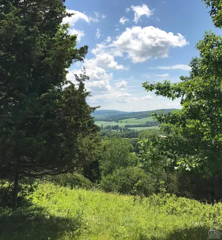 a view of a lush green forest