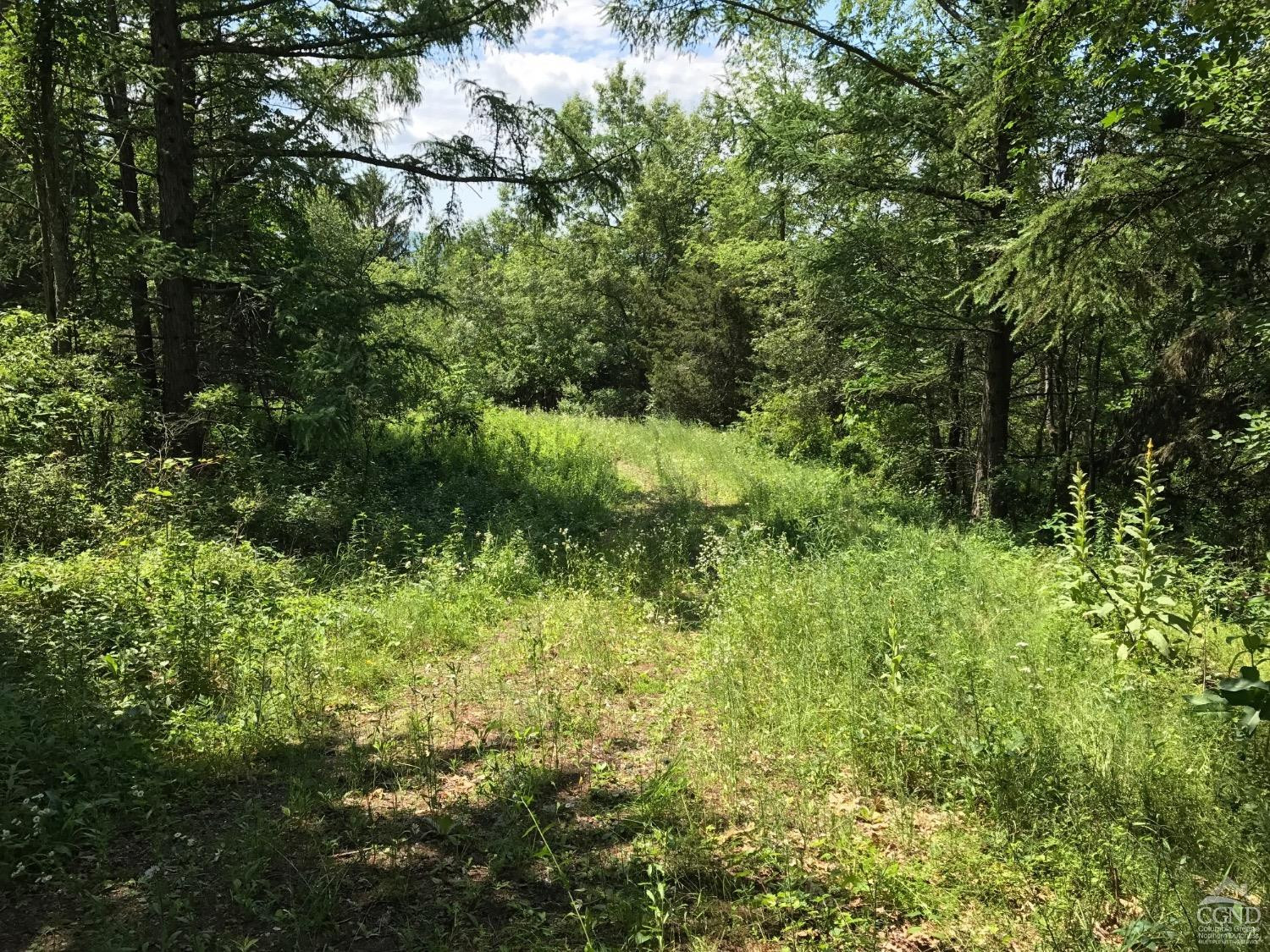 0 Co Rte 7 Pine Plains, NY 12567 - Photo 22 of 32 a view of a lush green forest