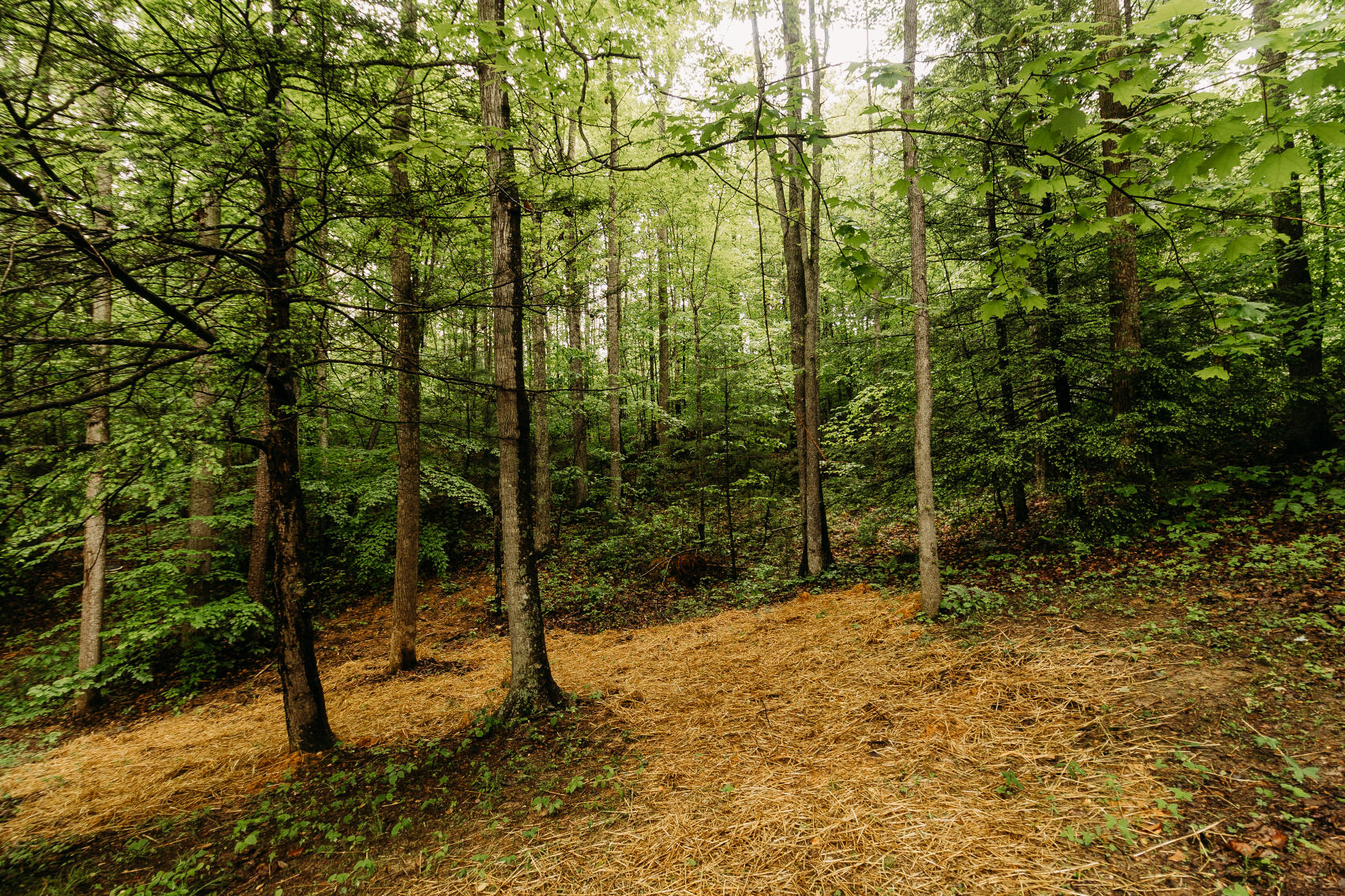 519 Midnight Pass Road Wellington, KY 40387 - Photo 27 of 30 FO7A0244