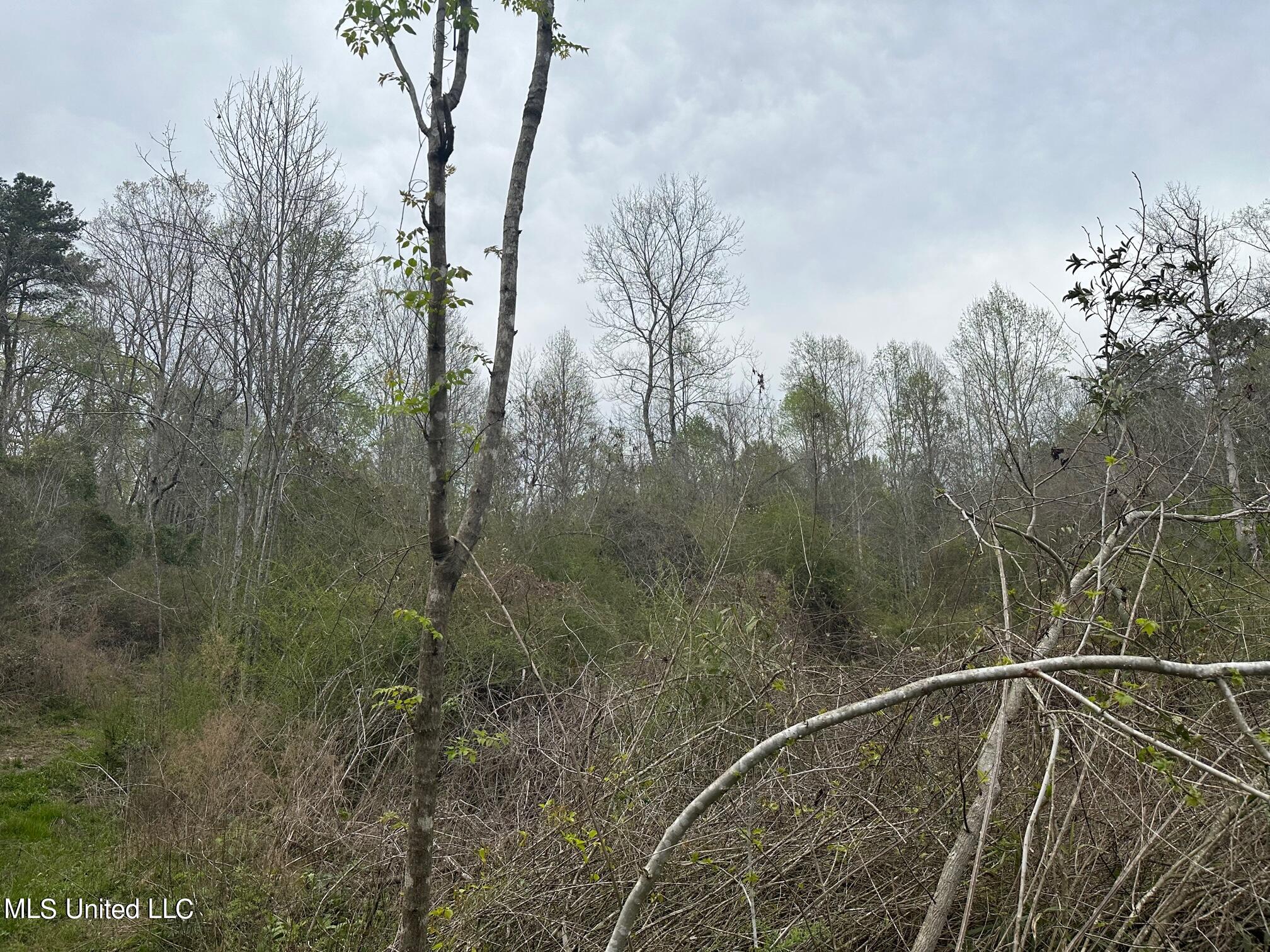 240 Mill Branch Road Pulaski, MS 39152 - Photo 8 of 18 IMG_5120