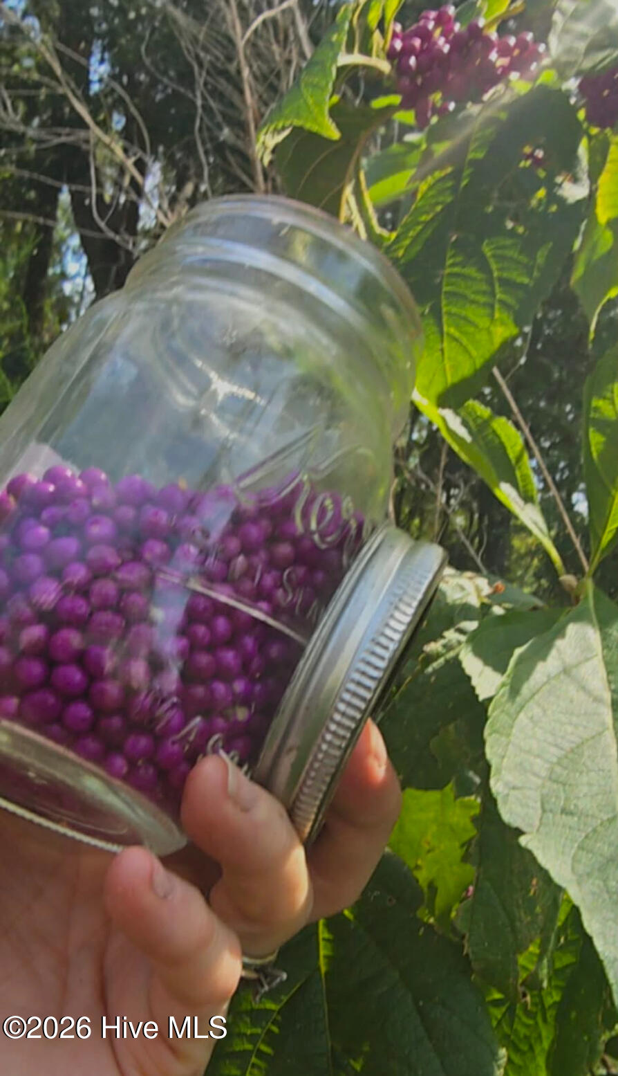2659 Seashore Road Southwest Supply, NC 28462 - Photo 75 of 77 Mullberries, Grapes, Raspberries, Strawberries, Blueberries, Lemons, Limes, Avacado, Fig, Kumquat, Peach and Plumb Trees started on the property as well as roses, azeleas, hibiscus, Camelia, Gardenia, Jasmine, Tulip trees, Holly, Palms, Crape Myrtle and Magnolia,along with a variety of Perennials like Hydrangeas and Daisies