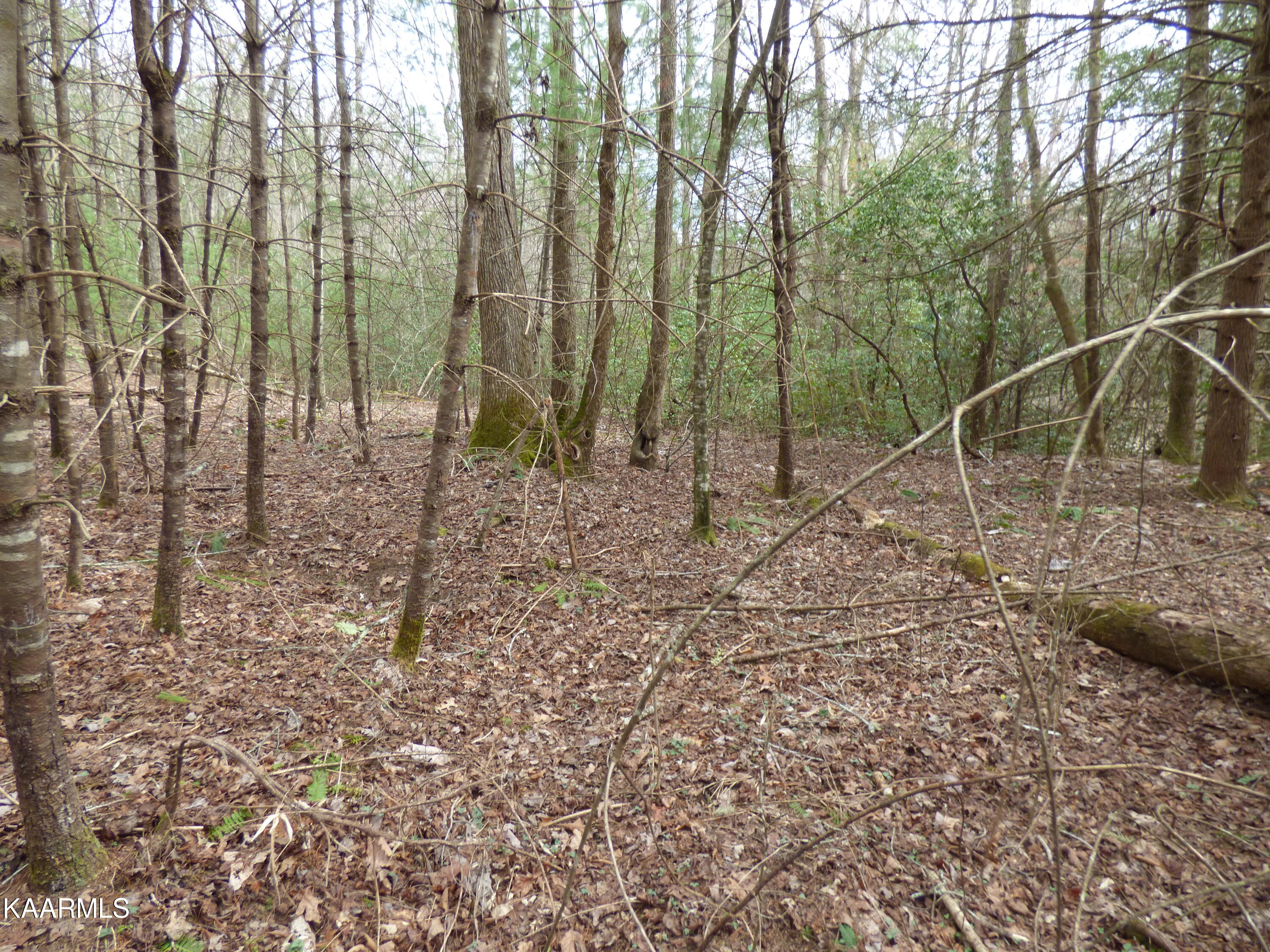 446 Huse Watson Road Oakdale, TN 37829 - Photo 45 of 48 P1060713