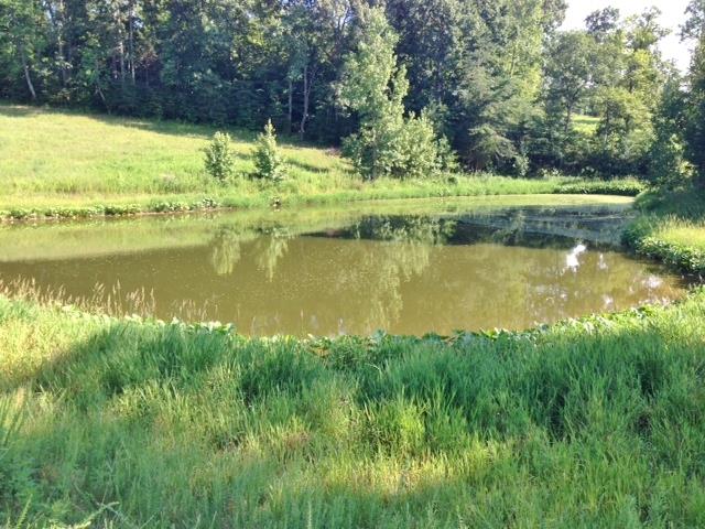 3545 3 Island Road Walling, TN 38587 - Photo 9 of 26 Stocked pond