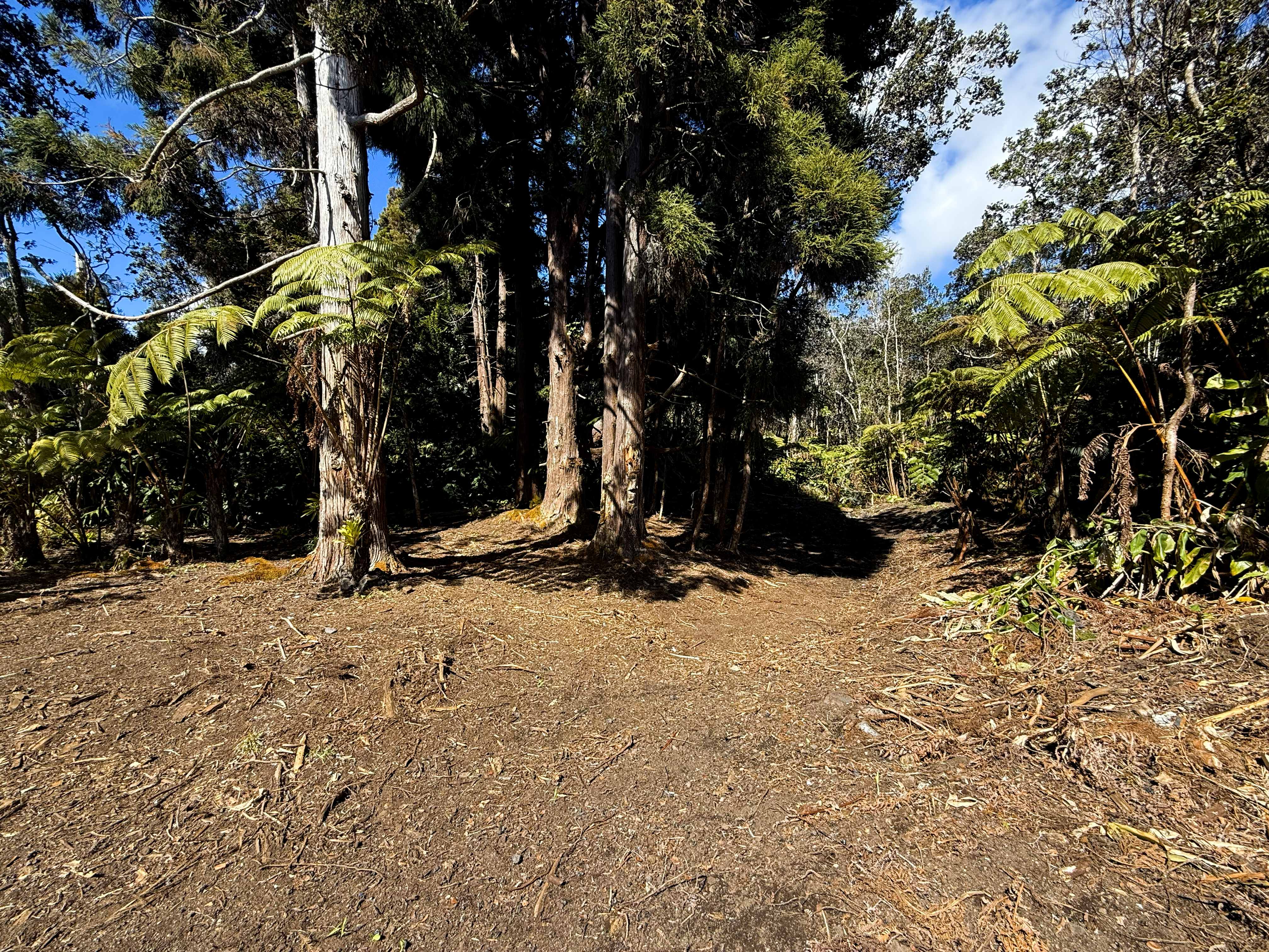 14 E Wright Road Volcano, HI 96785 - Photo 9 of 17 a view of a tree with snow on the background