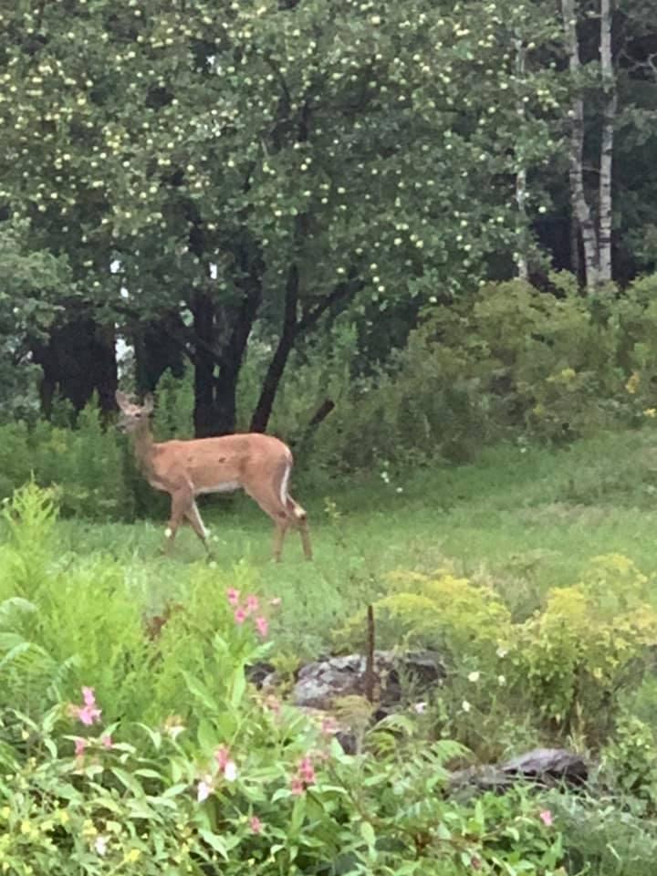 29 Old County Road Rockport, ME 04856 - Photo 28 of 30 Deer at Dinner Time