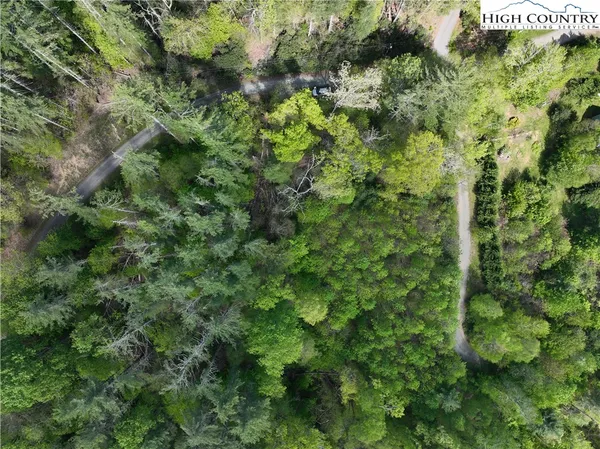 a view of a lush green forest