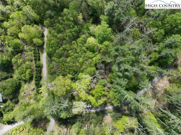 a view of a forest with a tree