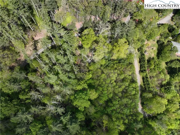 a close up of a plant