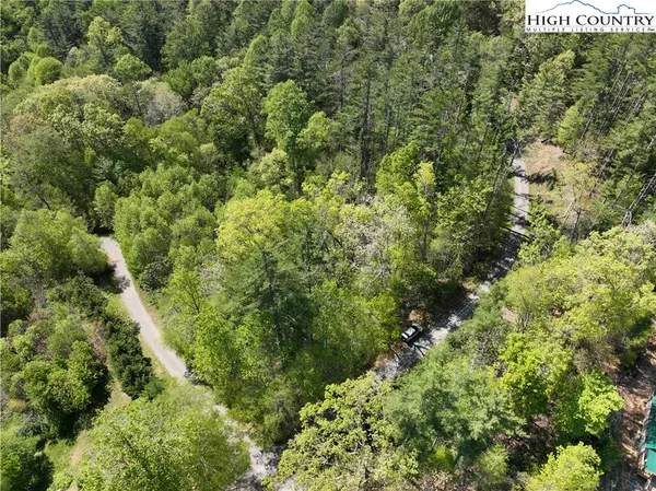 view of a lush green forest with lots of trees