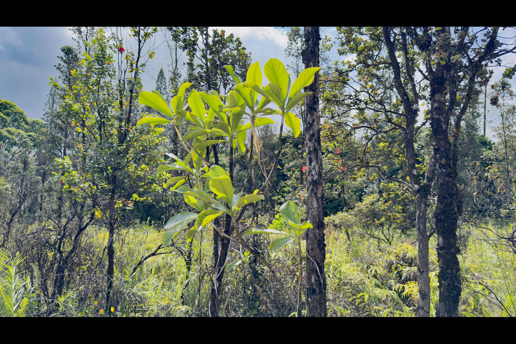 2444 Uhini Ana Road Mountain View, HI 96771 - Photo 20 of 27 a view of banana tree