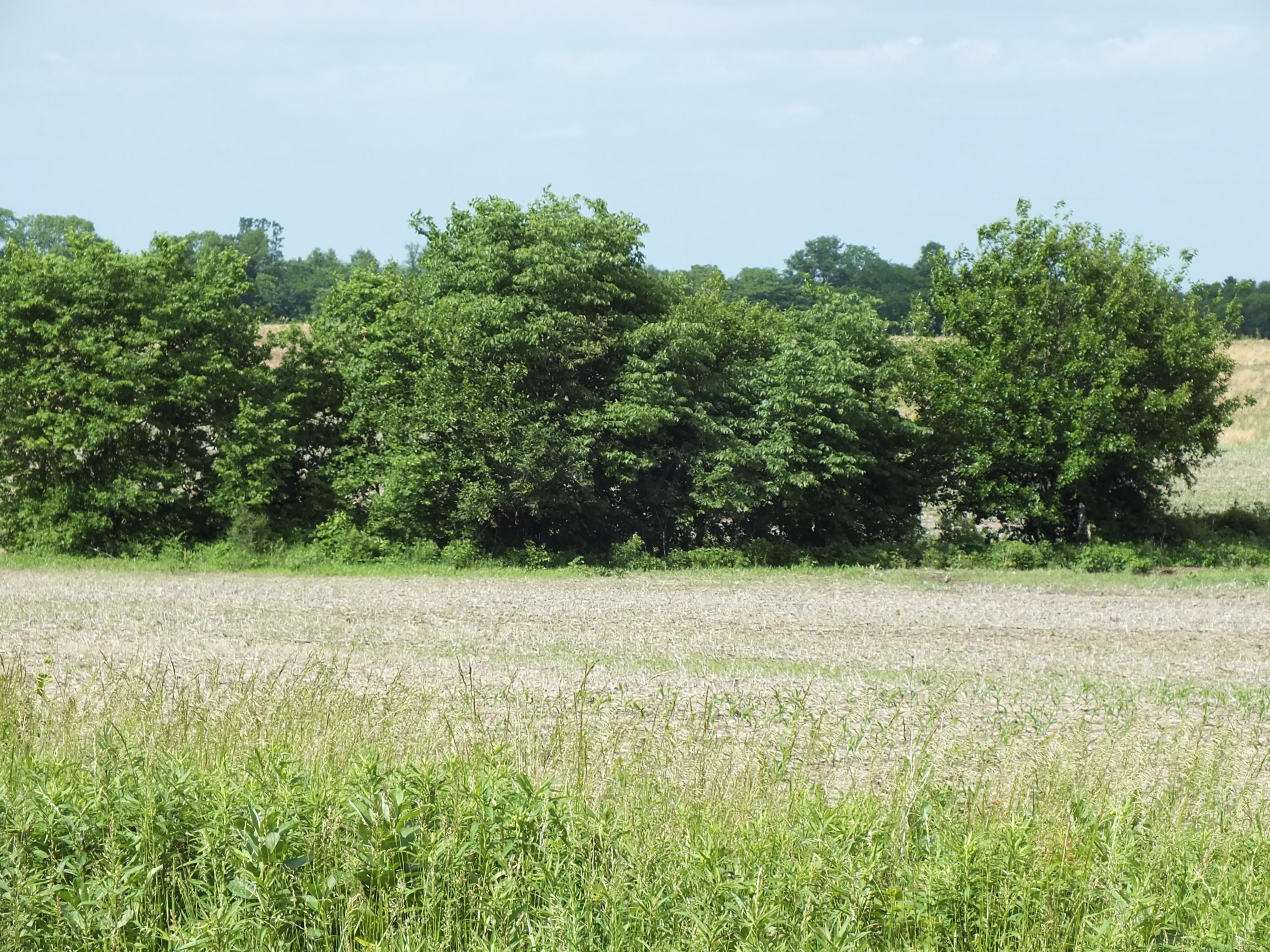0 State Route 203 Delaware, OH 43015 - Photo 10 of 13 Gallery Image 10
