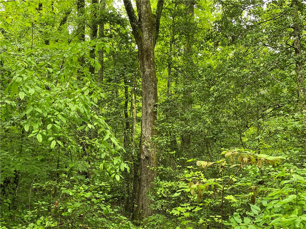 0 North Little River Road Salem, SC 29676 - Photo 9 of 20 Gallery Image 9