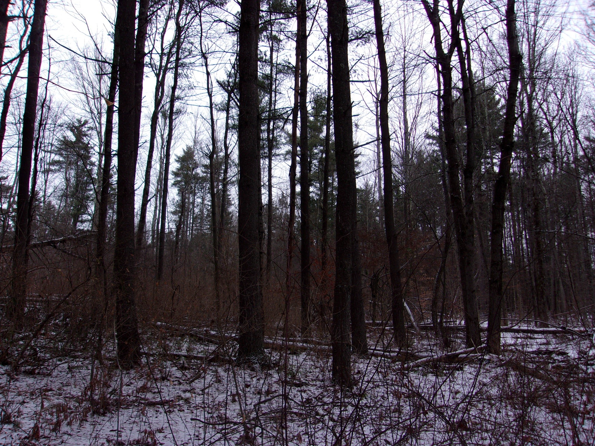 0 Poole Road Spencer, NY 14883 - Photo 24 of 43 Gallery Image 24