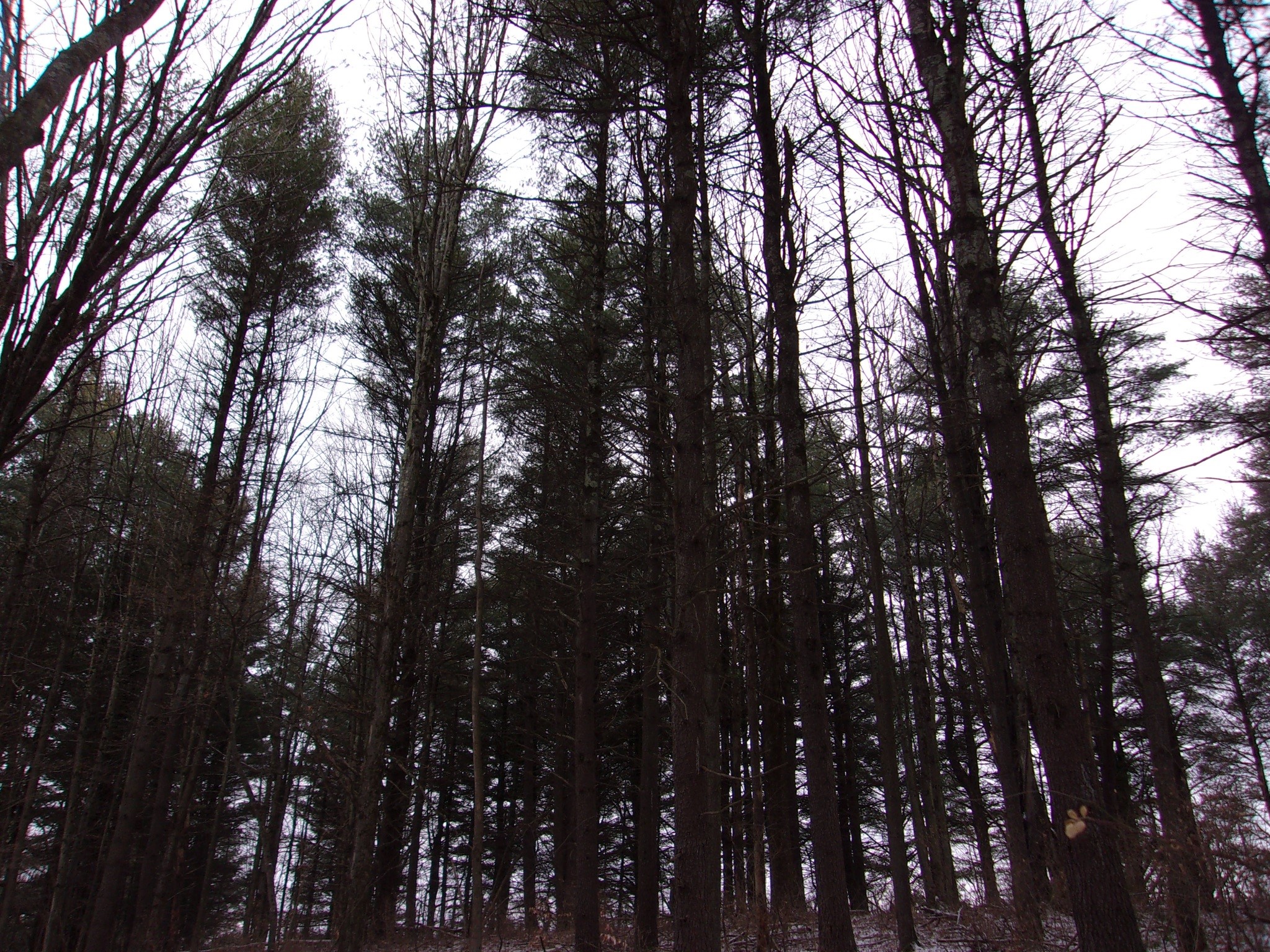 0 Poole Road Spencer, NY 14883 - Photo 25 of 43 Gallery Image 25