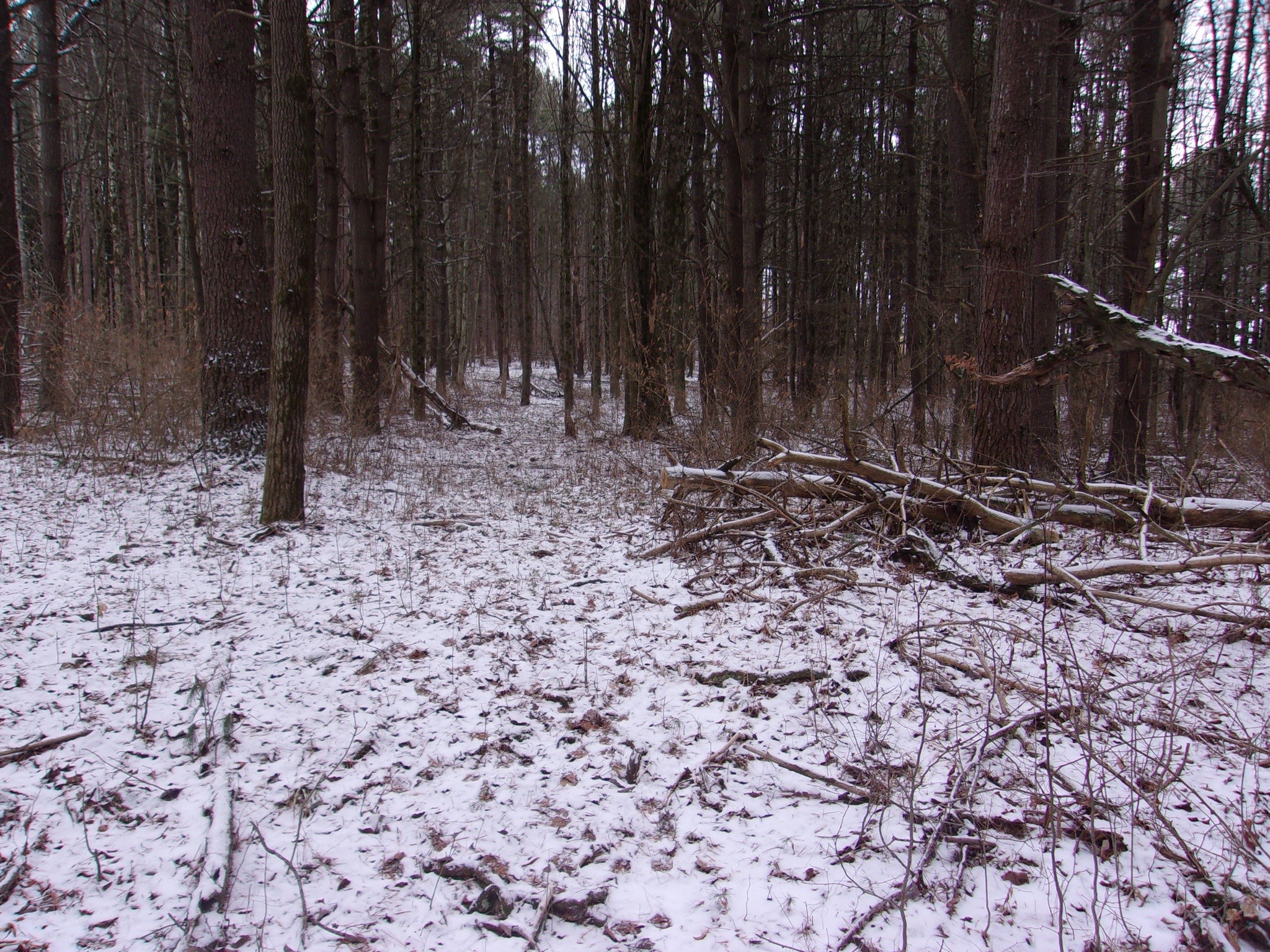 0 Poole Road Spencer, NY 14883 - Photo 26 of 43 Gallery Image 26