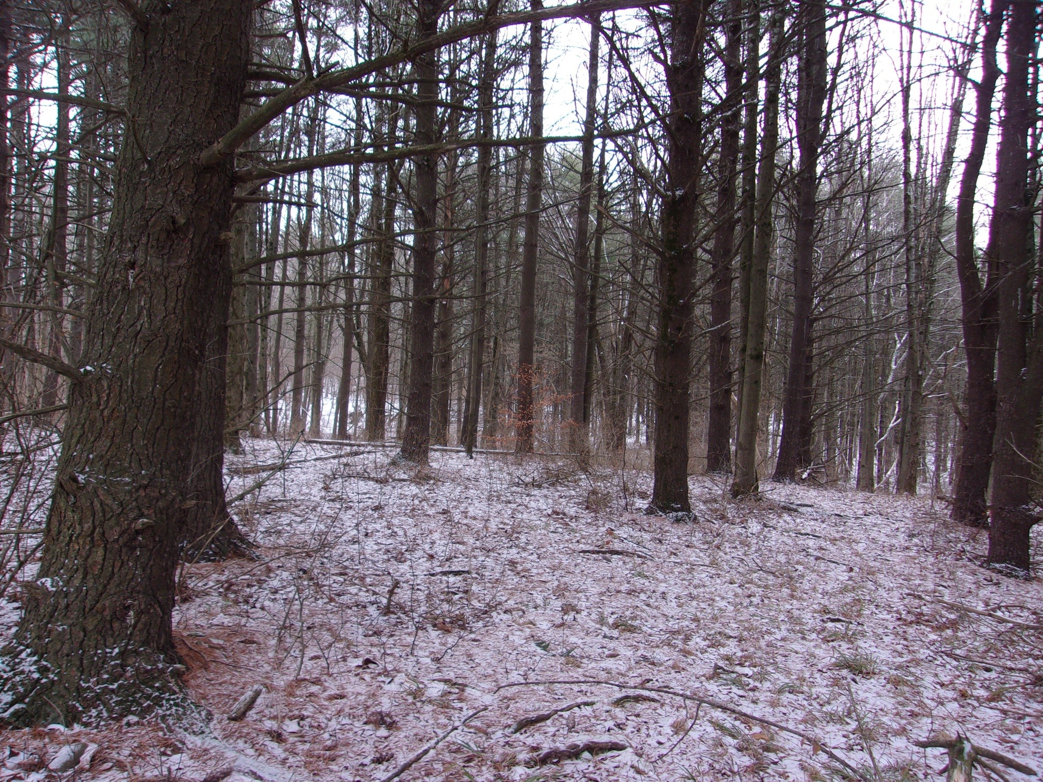 0 Poole Road Spencer, NY 14883 - Photo 40 of 43 Gallery Image 40
