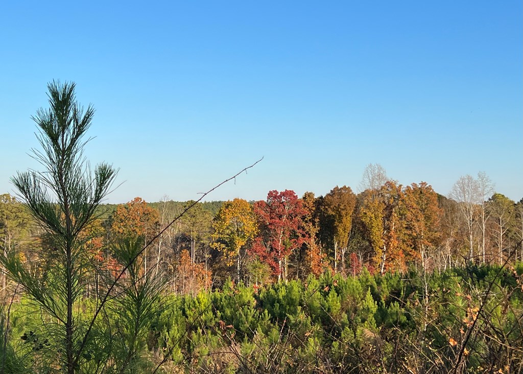 3913 Cedar Springs Road Bradley, SC 29819 - Photo 28 of 37 Gallery Image 28