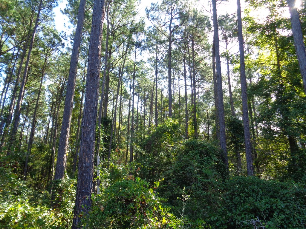 148-ac Skipper Road Slocomb, AL 36375 - Photo 12 of 23