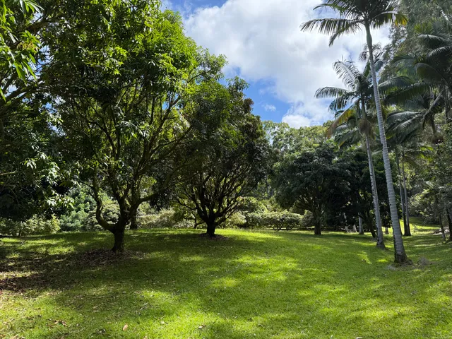 a view of a big yard with plants and large trees