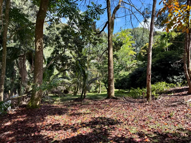 a view of a garden with plants