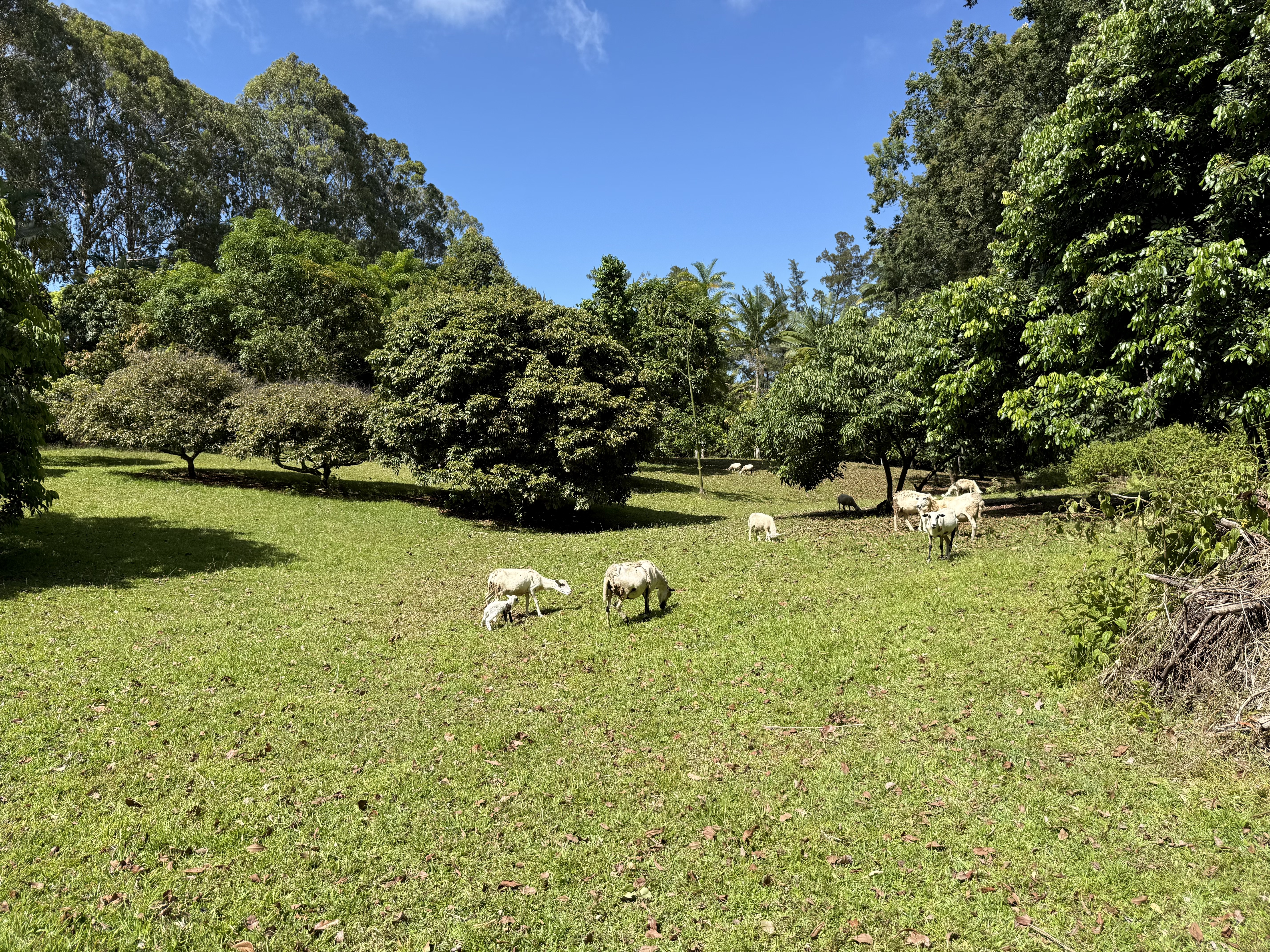 Lot A-2 Chin Chuck Road Papaikou, HI 96781 - Photo 16 of 30