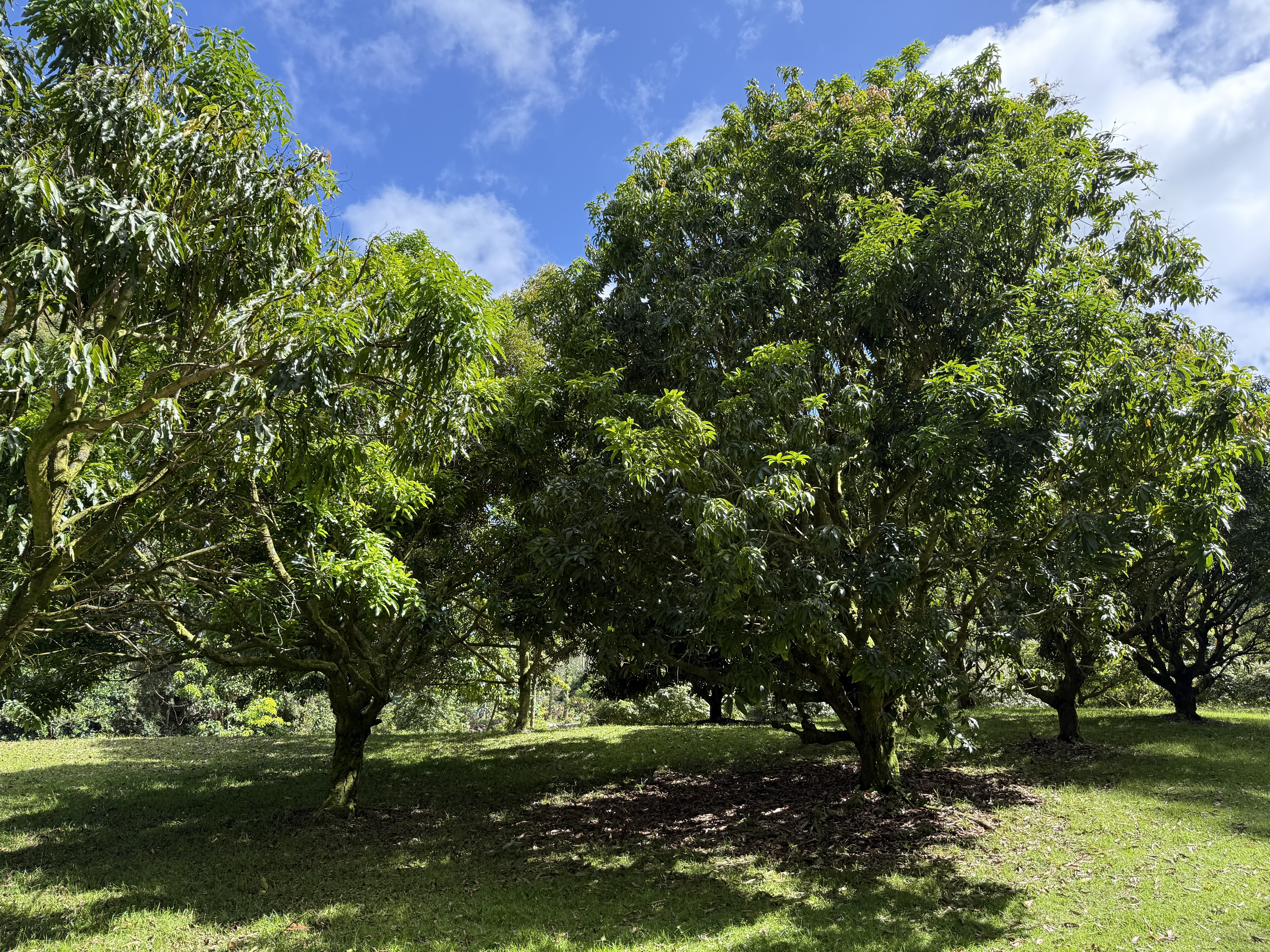 Lot A-2 Chin Chuck Road Papaikou, HI 96781 - Photo 18 of 30 a view of a trees with a yard