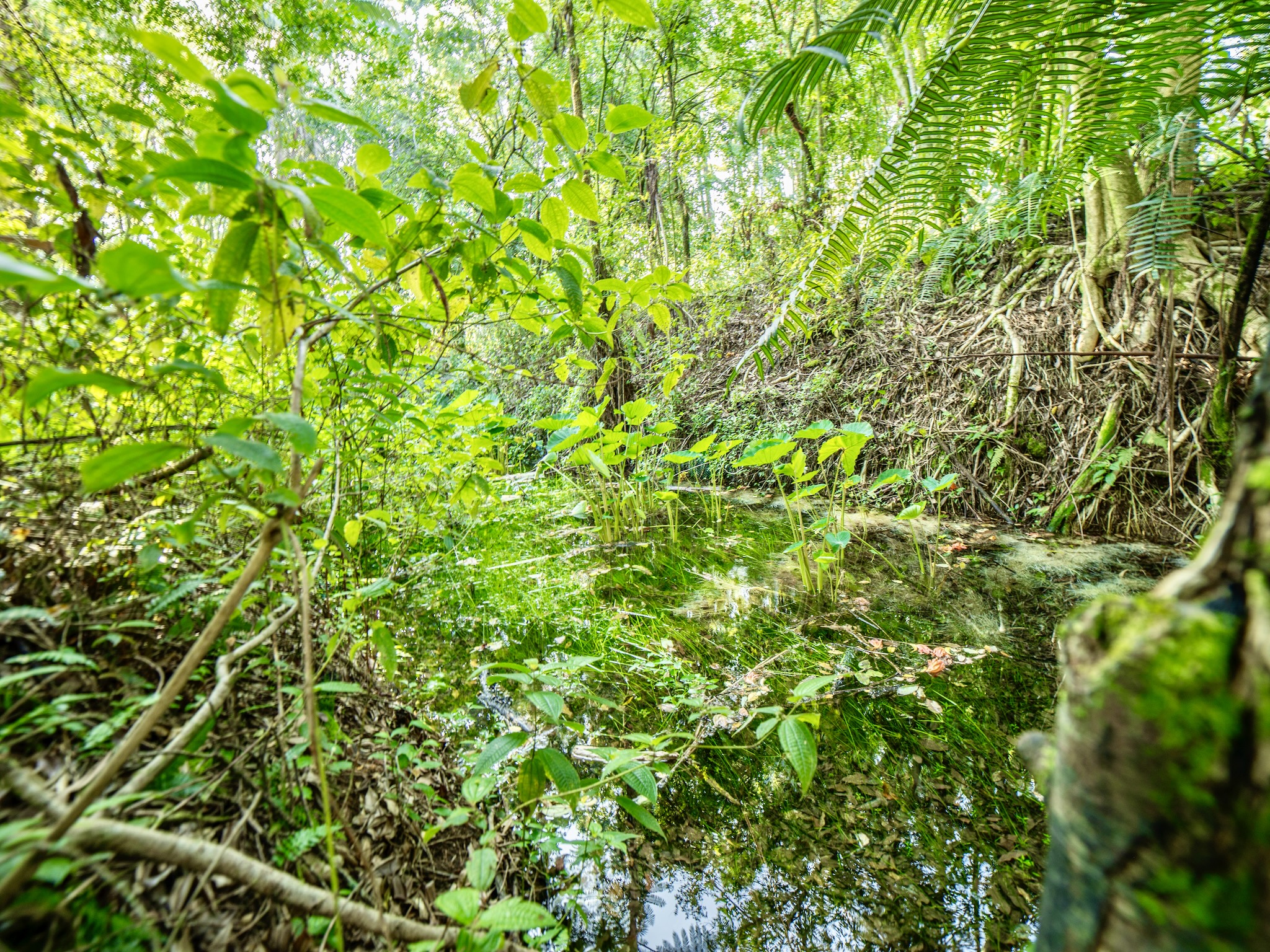 Lot A-2 Chin Chuck Road Papaikou, HI 96781 - Photo 19 of 30