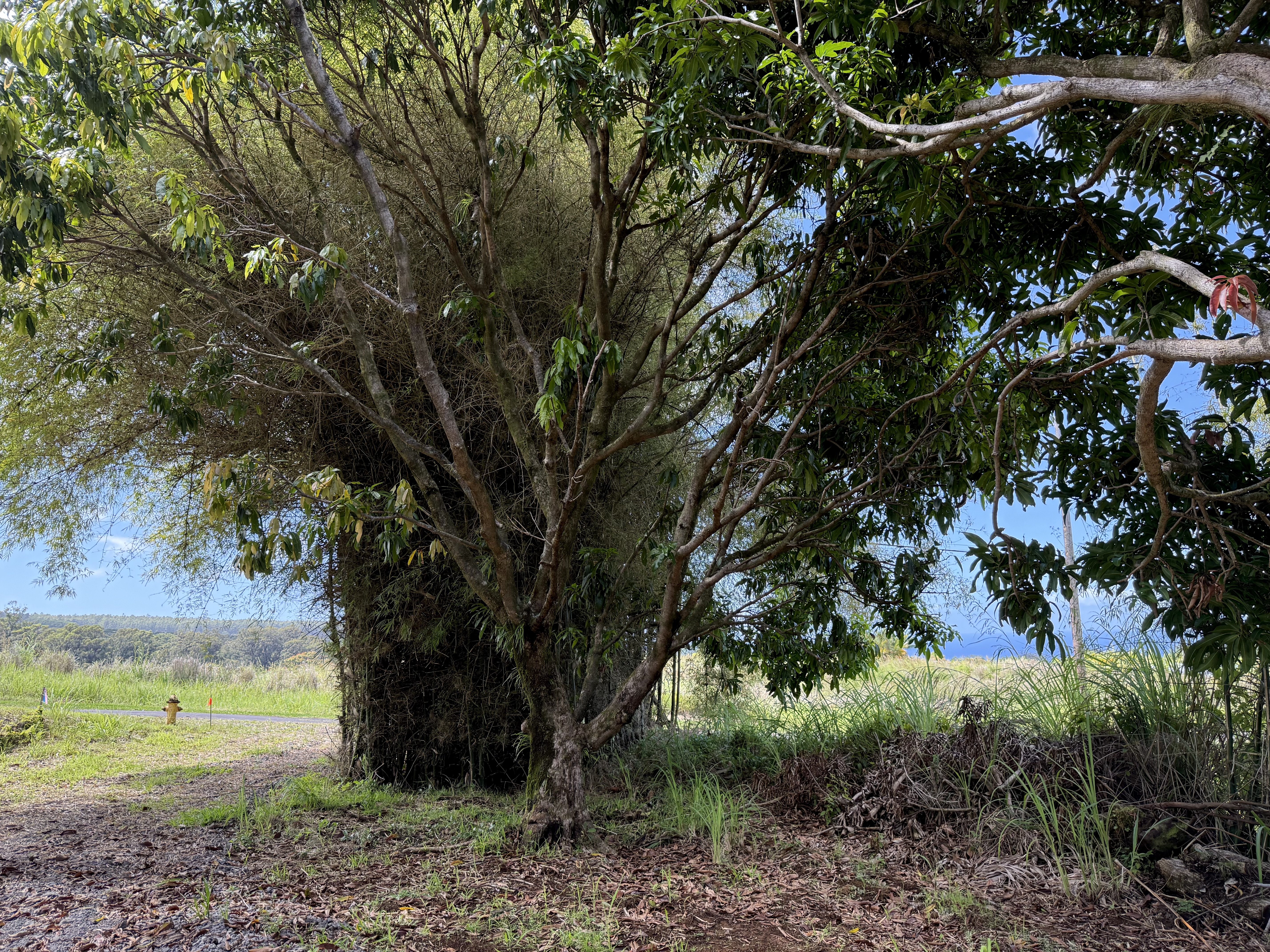 Lot A-2 Chin Chuck Road Papaikou, HI 96781 - Photo 19 of 30