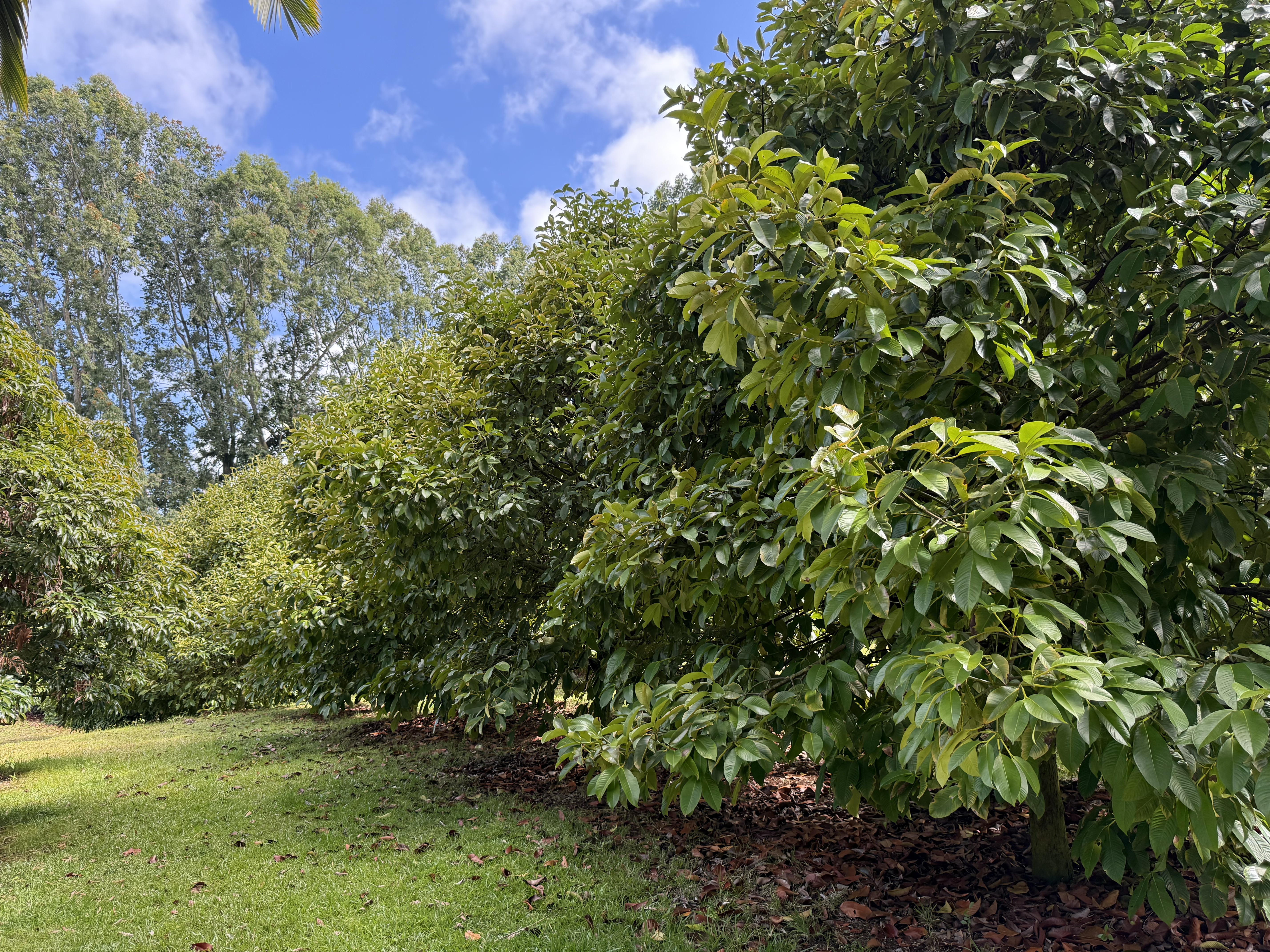 Lot A-2 Chin Chuck Road Papaikou, HI 96781 - Photo 23 of 30 a view of a big yard with plants and large trees