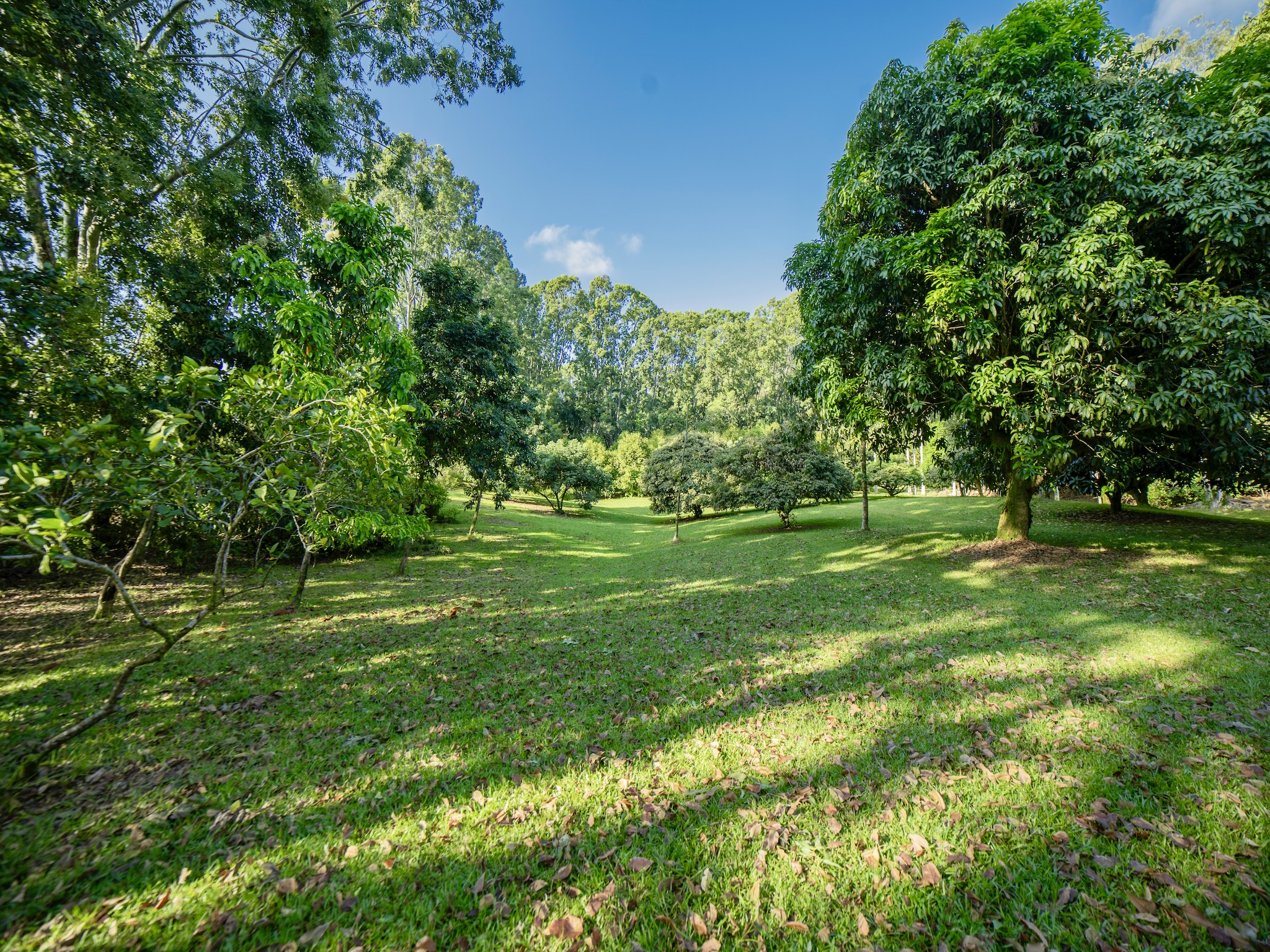 Lot A-2 Chin Chuck Road Papaikou, HI 96781 - Photo 26 of 30 a view of a park with a tree in the background