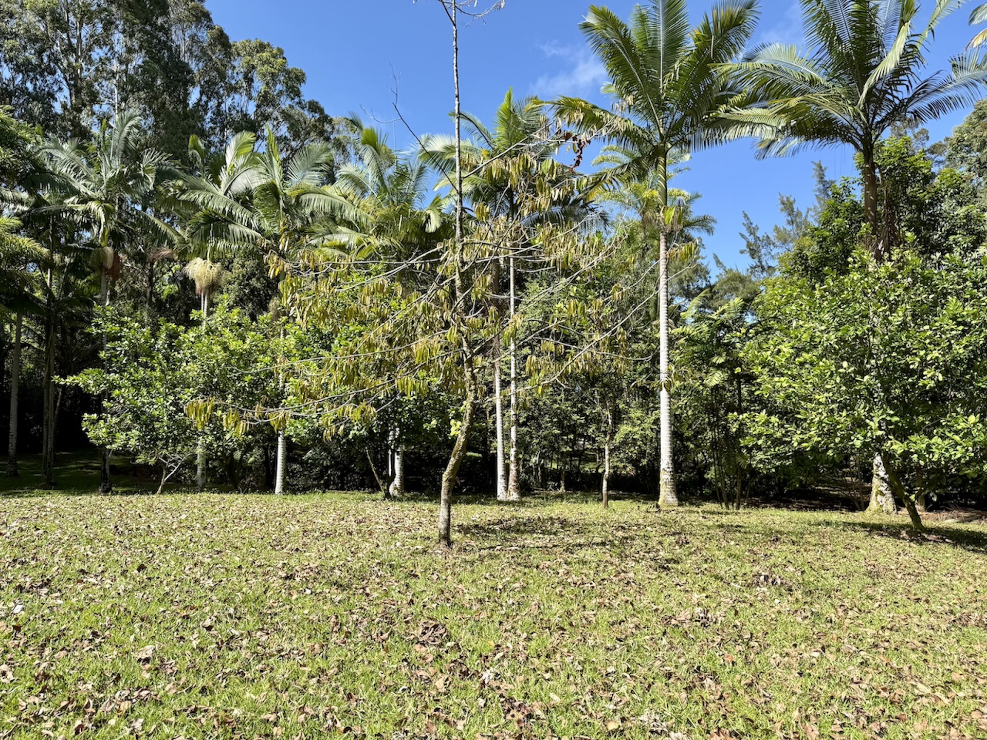 Lot A-2 Chin Chuck Road Papaikou, HI 96781 - Photo 27 of 30 a backyard of a house with lots of green space