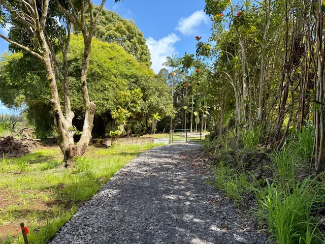 a view of a park with large trees