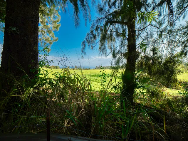 a view of a back yard of the house