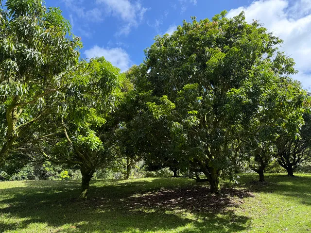 a view of an outdoor space with a tree