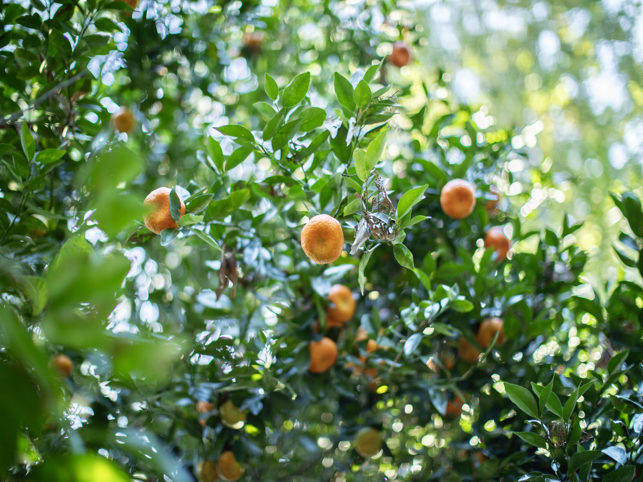 Lot A-2 Chin Chuck Road Papaikou, HI 96781 - Photo 10 of 30