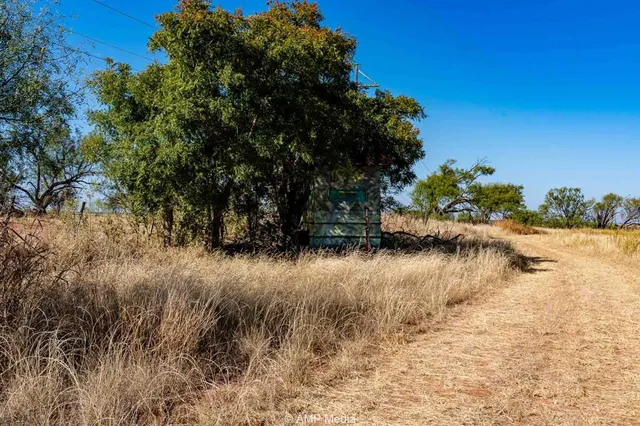 a view of a tree with a yard