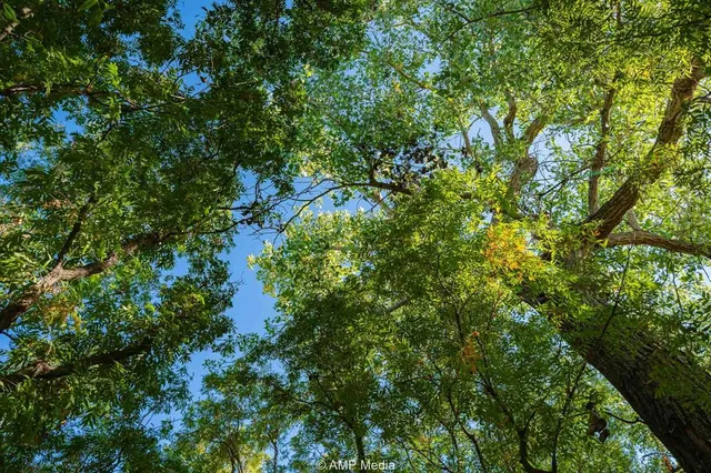 a view of a garden with a tree