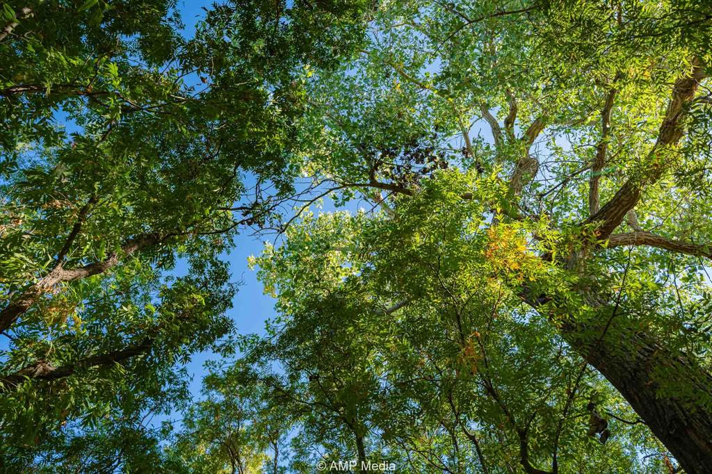 0 County Road 454 Rule, TX 79548 - Photo 15 of 40 a view of a tree