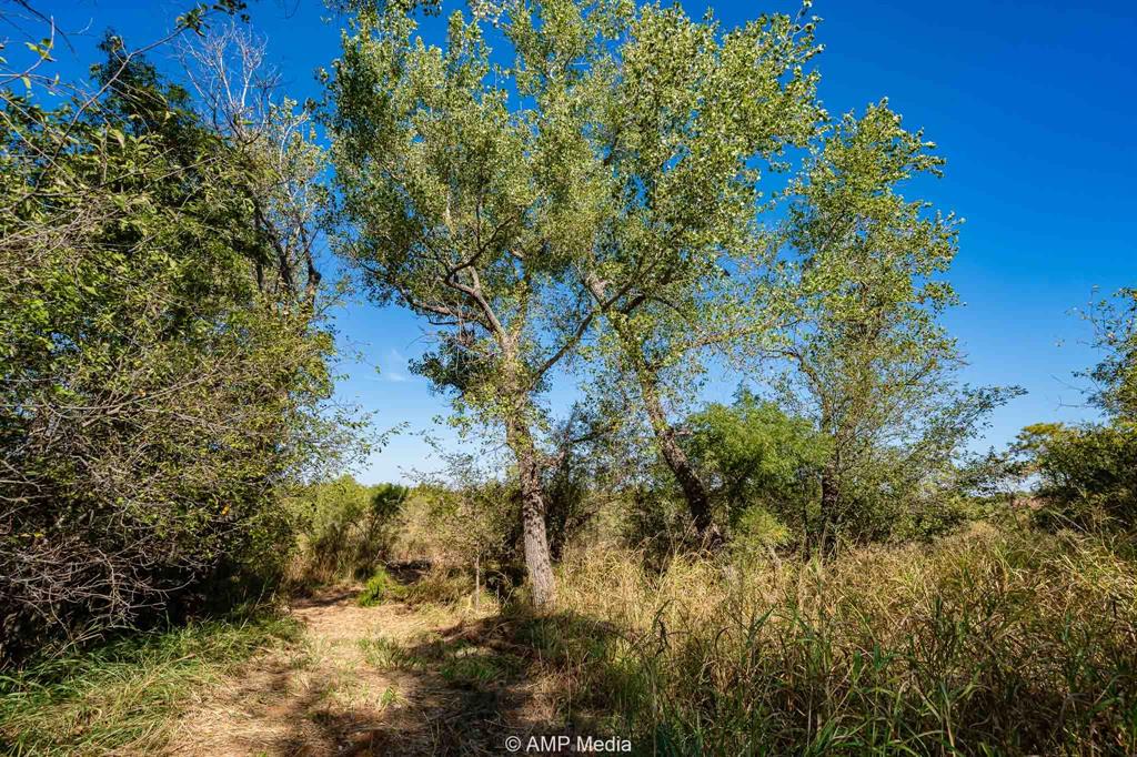 0 County Road 454 Rule, TX 79548 - Photo 16 of 40 a view of a tree with a yard