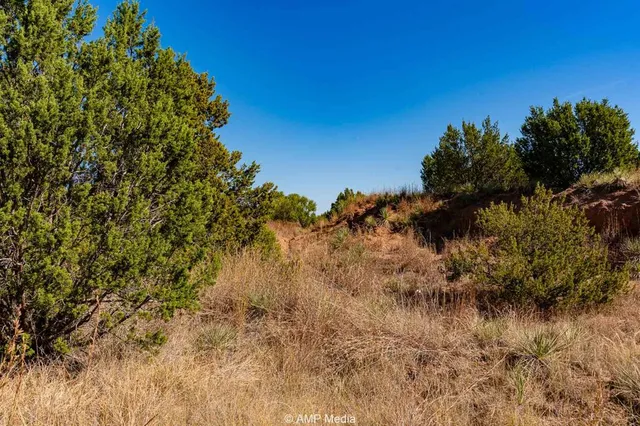a view of a field with an ocean