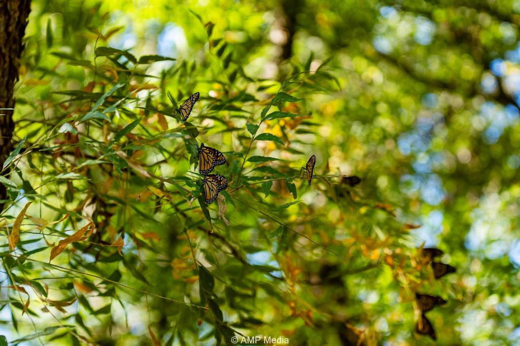0 County Road 454 Rule, TX 79548 - Photo 10 of 40 a view of a tree