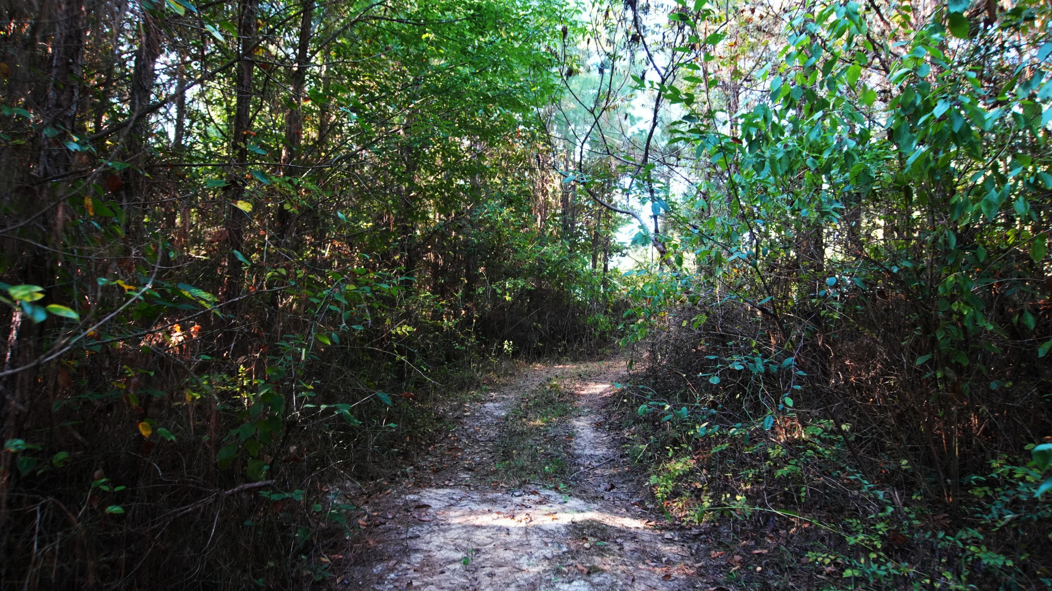 3 Ables Road Cherokee, AL 35616 - Photo 7 of 15 Gallery Image 7