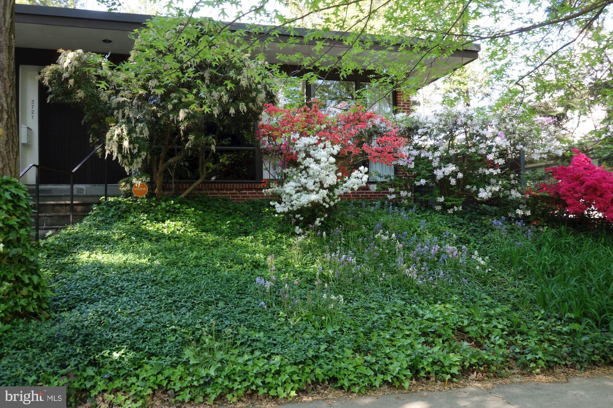 3721 Huntington Street Northwest Washington, DC 20015 - Photo 29 of 30 Azaless in bloom front yard