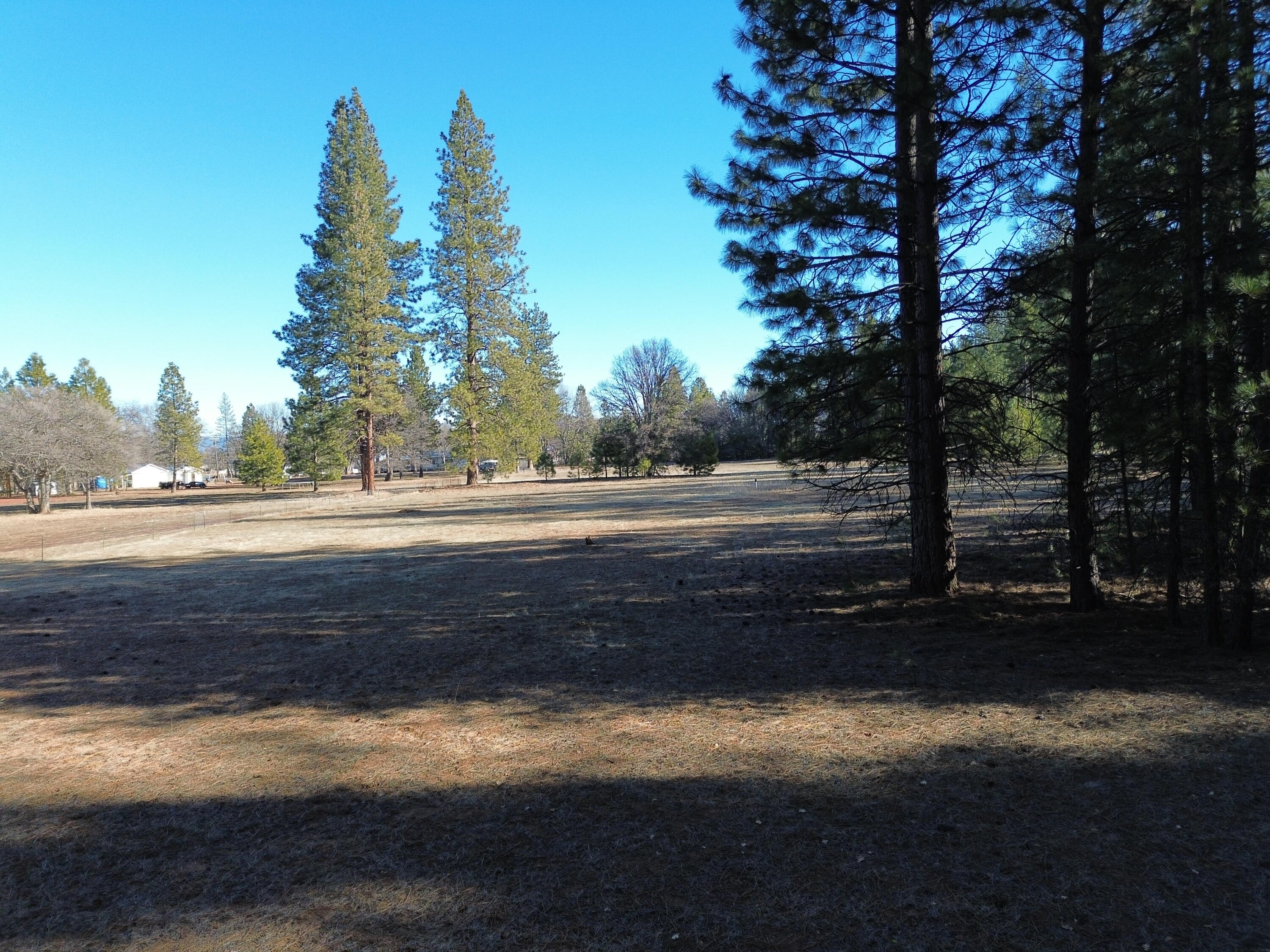Soldier Mountain Road Fall River Mills, CA 96028 - Photo 2 of 12 a view of dirt yard with a large tree
